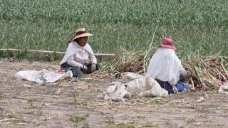 Gobierno oficializa bono de hasta S/ 1,300 para la compra de fertilizantes