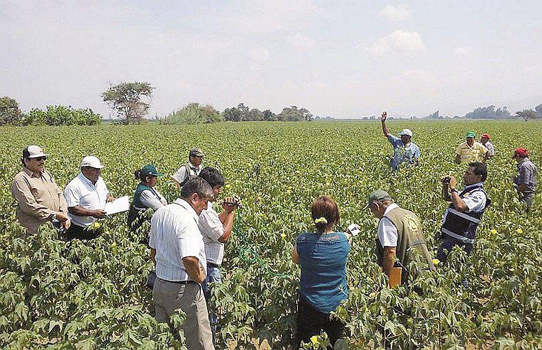 ​Políticos lambayecanos saludan a los campesinos