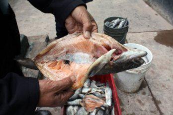 Incautan 150 kilos de pescado malogrado