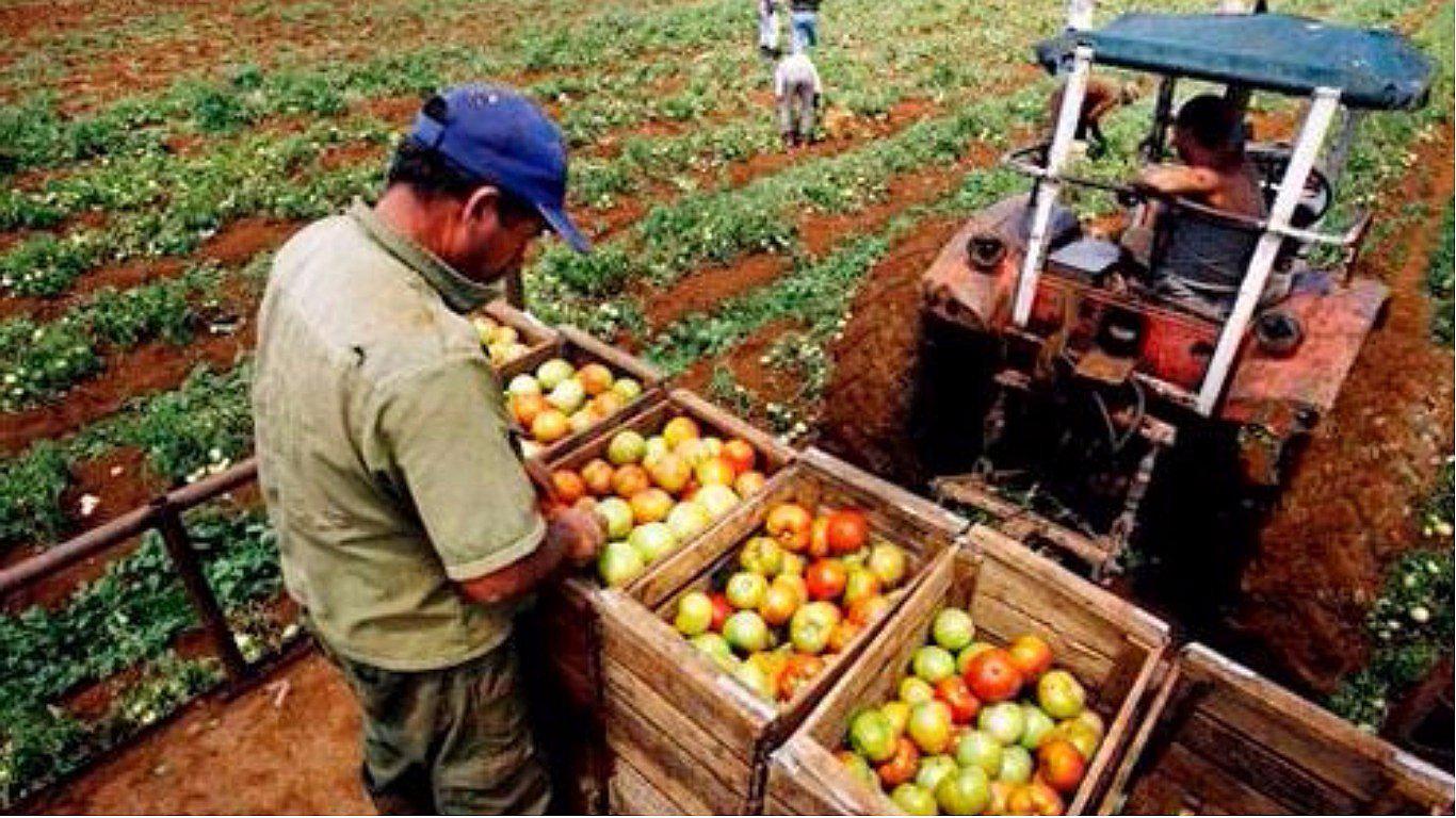 ​INEI: Producción agropecuaria cae 0.51% en agosto