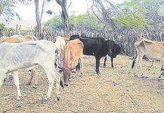 Tumbes: Sesenta mil cabezas de ganado en riesgo por sequía 