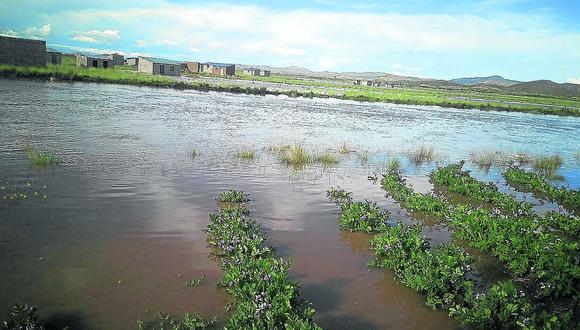 Desbordes de ríos matan aves y ovejas en Caracoto   