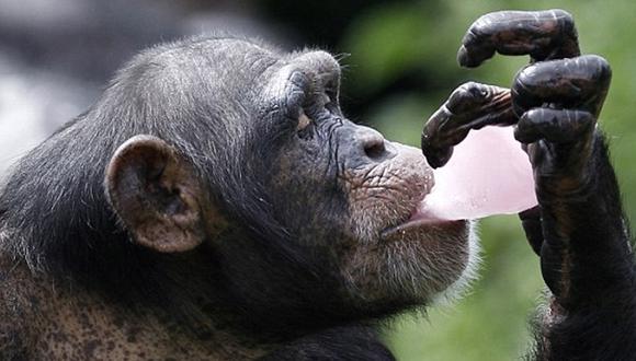 C​himpancés también consumen alcohol de forma voluntaria, revela estudio