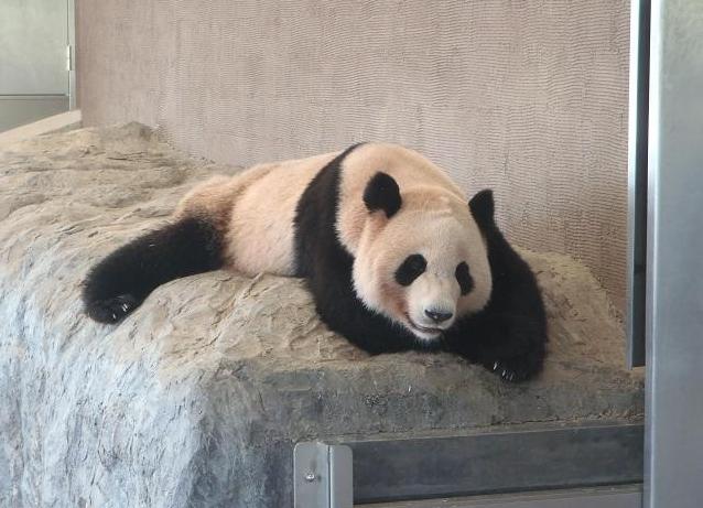 Taipei: Osa panda finge estar embarazada para lograr privilegios