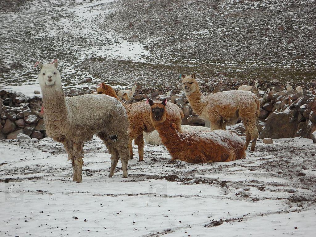 21 mil camélidos se encuentran en riesgo por heladas