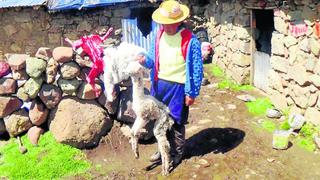 Repondrán las alpacas que murieron por heladas