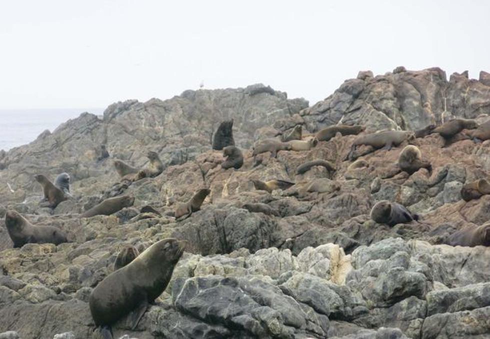 Especial: La riqueza de Punta de Coles