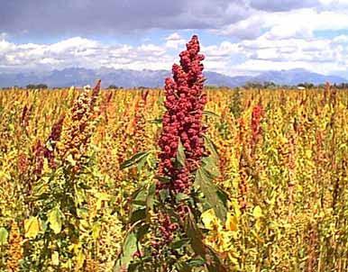 Conformarán Consejo Regional de Producción Orgánica en Puno