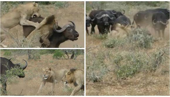 Facebook: leones atacaron a búfalo solitario pero no imaginaron esto (VIDEO)