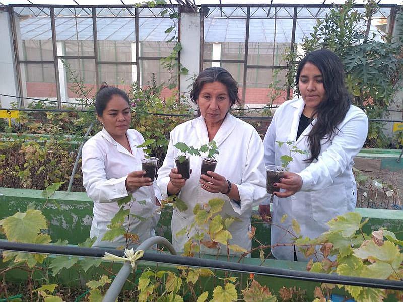 ​Arequipa tiene 6 variedades de uva, propias de la región