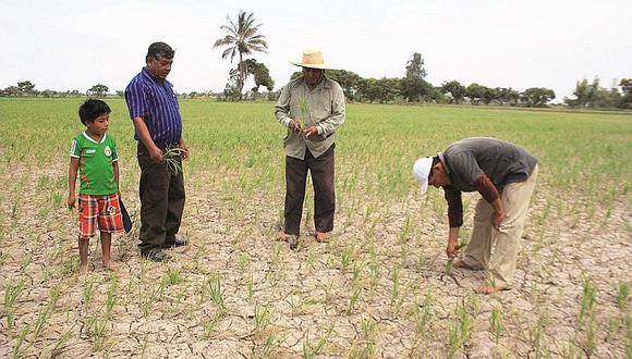 Lambayeque: Sequía amenaza 29 mil 600 hectáreas de cultivos de arroz en la región 