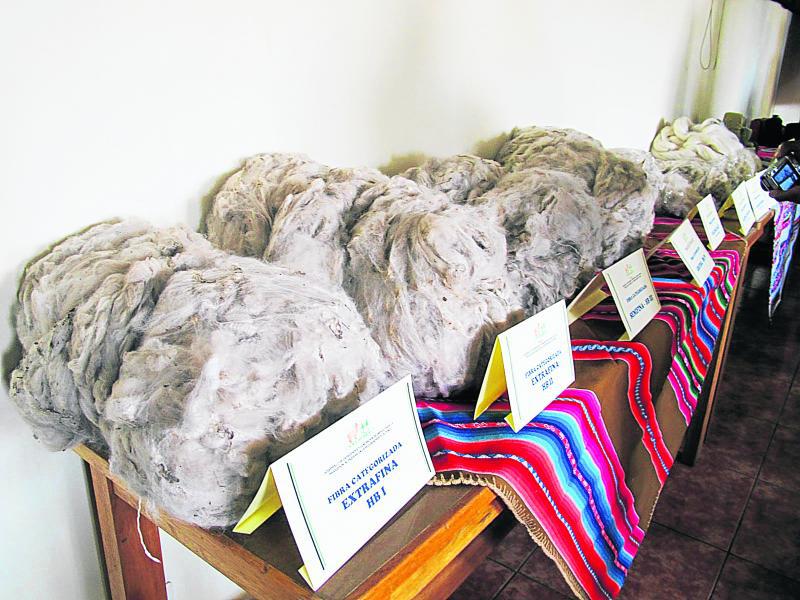 Casi el 100% de fibra de alpaca se va para la China