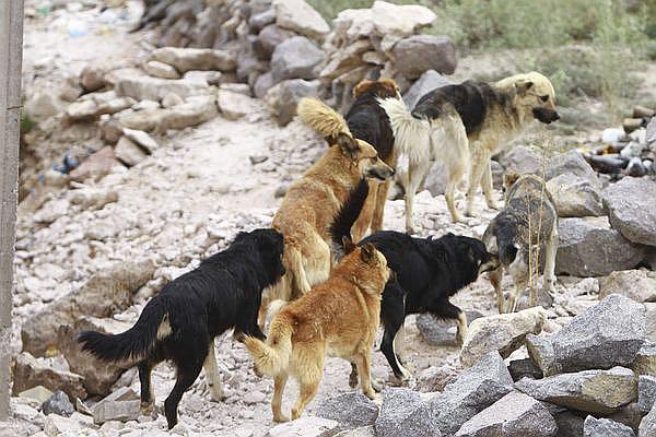 Rabia canina: aprueban la eutanasia para perros callejeros de Arequipa