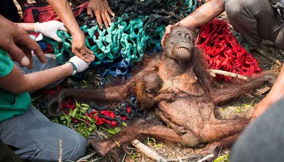 Madre orangután se aferra a su bebé luego de incendio y ataque a pedradas