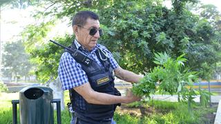 Piura: Serenazgo erradica 60 plantones de marihuana en el parque Buenos Aires