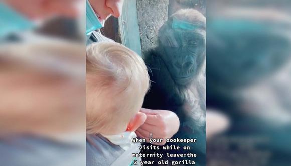 La gorila más joven también quedó 'enamorada' del pequeño bebé.| Foto: @maitekate/TikTok