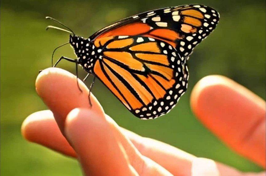 Mariposa Monarca, especie en peligro de extinción, es conservada en San Borja