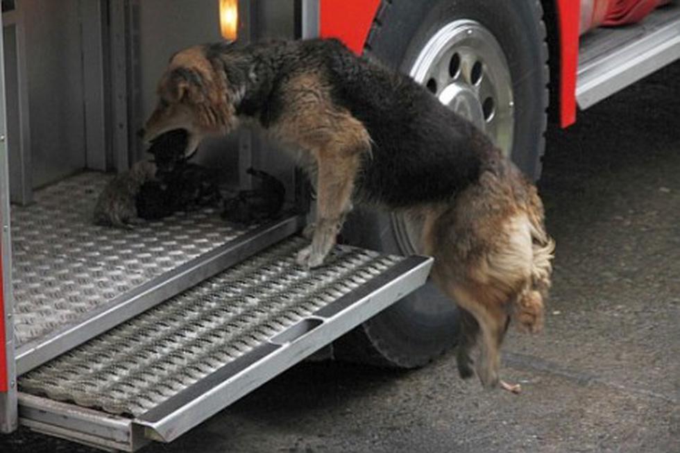 Perrita salva a sus cachorros de incendio