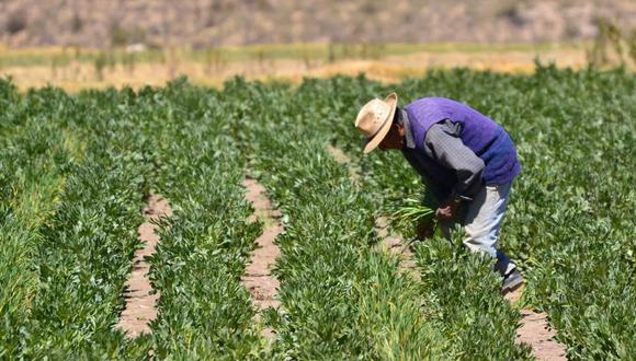 Las gestiones realizadas por el Sr. José Luis Juárez presidente del Consorcio y del operador logístico, ha permitido una negociación exitosa para los agricultores con un precio final de S/102 aprox.. (Foto: GEC)