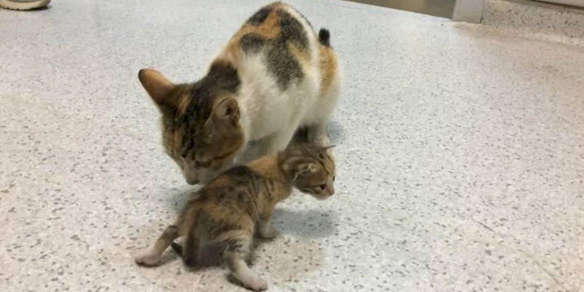 Gatita lleva a su cría enferma al hospital y es atendida por los trabajadores de la salud