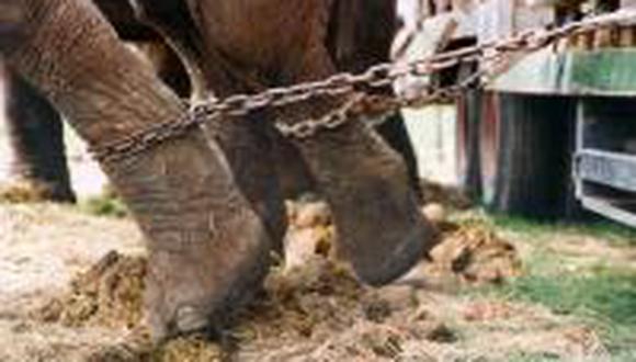 Perú prohíbe uso de animales en circos