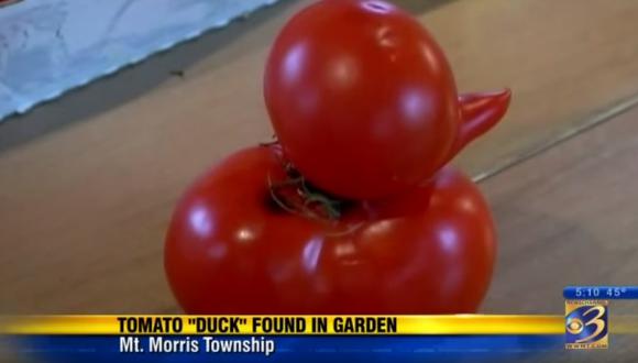 Mujer encuentra tomate con forma de pato en el jardín de su casa y deja en shock a cibernautas (VIDEO)