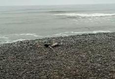 Gripe aviar en Perú: aparecen pelícanos muertos en las playas de la Costa Verde