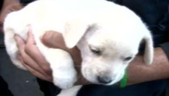 Municipalidad de Lima pondrá en adopción perros incautados en operativos