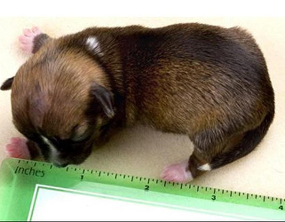 Hoy se celebra el Día Mundial de los Animales