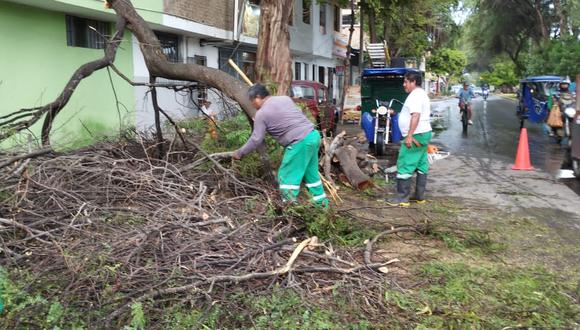 Comuna piurana realiza la poda de árboles caídos a consecuencia de las lluvias
