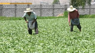 Sin plan concreto para afrontar crisis agraria en Arequipa