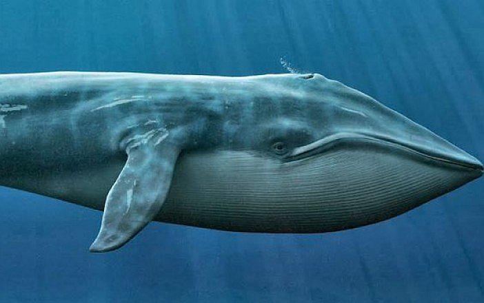 Ballena azul: científicos encuentran una teoría al tamaño gigantesco del mamífero 