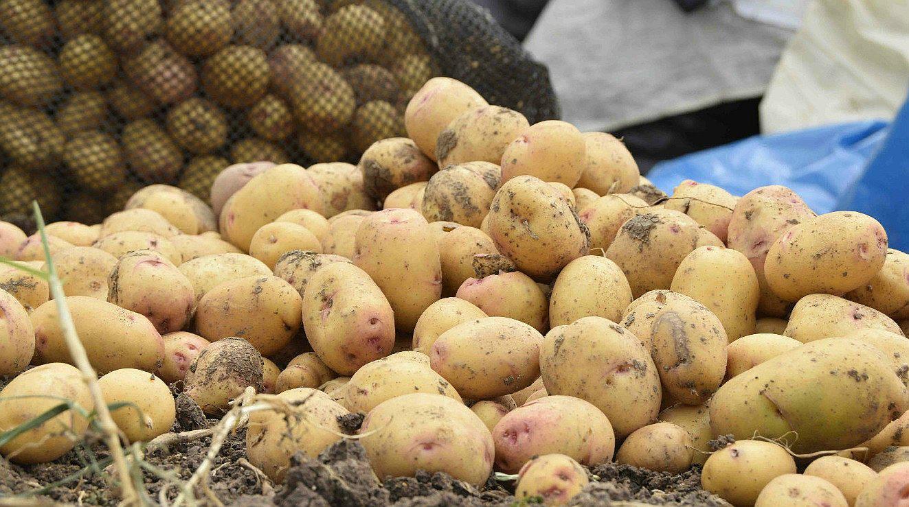 La Libertad produce 400 mil toneladas de papa al año
