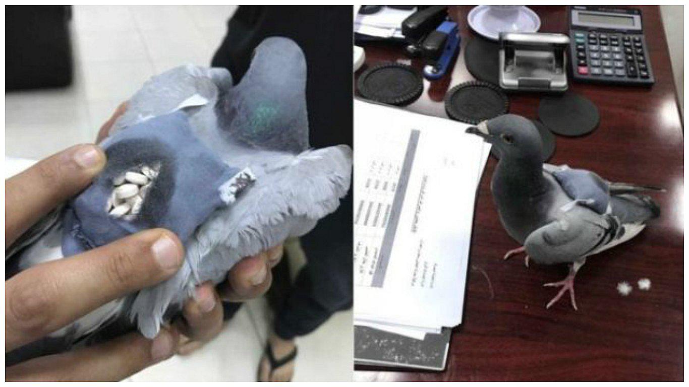 Capturan a paloma que volaba con cargamento camuflado de drogas