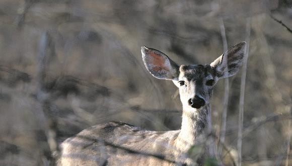 Piura: Caza controlada para conservar la fauna