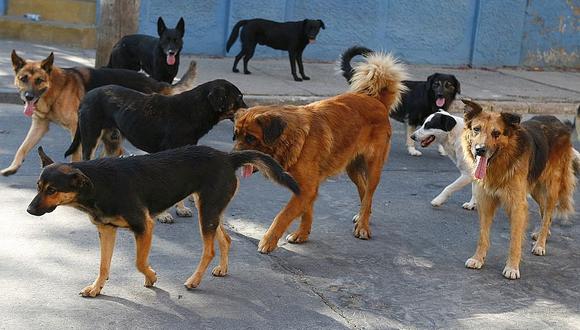 Identifican a 23 canes peligrosos para el transeunte en el distrito Ciudad Nueva