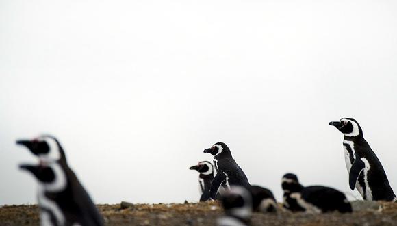 Hallan en la Antártida fósiles de pingüinos de hace 34 millones de años (FOTO)