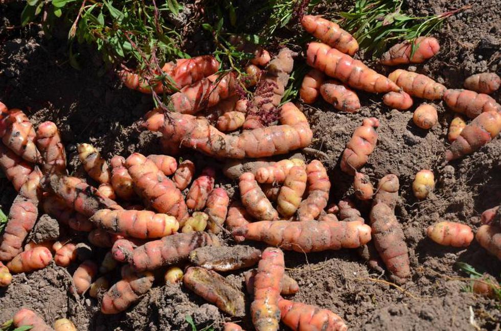 Quilcas revive técnicas ancestrales de cosecha y traslado de productos (FOTOS)