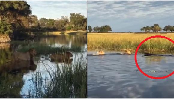 Un león enfrentó a un cocodrilo para salvar a su hermano menor y esto pasó (VIDEO)
