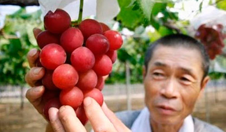 Japón: Venden un racimo de uvas al precio récord de 7.000 euros