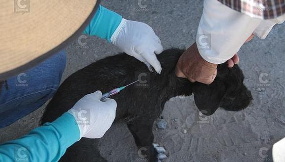 Rabia canina: Conozca los puntos de vacunación en todos los distritos de Arequipa
