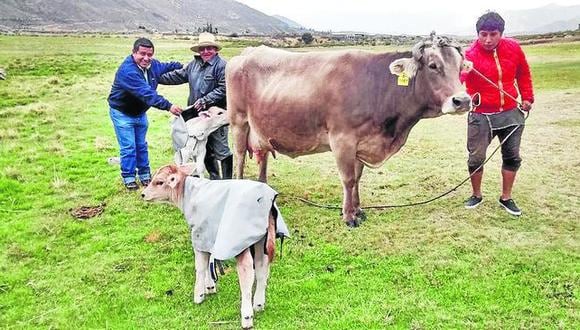 Arequipa: Inseminación artificial en vaca termina con parto de mellizos