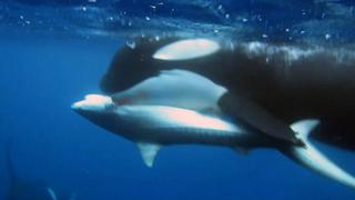 Mira como tres orcas logran capturar a un tiburón tigre trabajando en equipo (VIDEO)