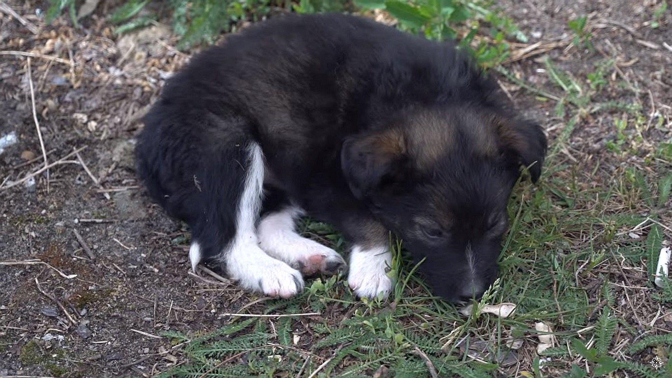 Los perros radiactivos de Chernóbil en busca de afecto