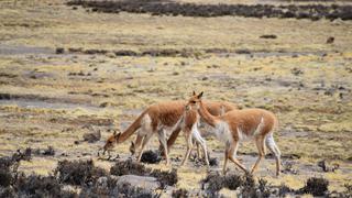Conforman Comité Multicomunal para proteger a la vicuña en Cojata