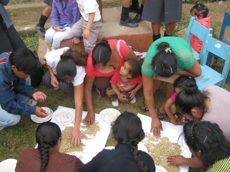 Villa Rica perdió 2500 hectáreas de café por la roya 