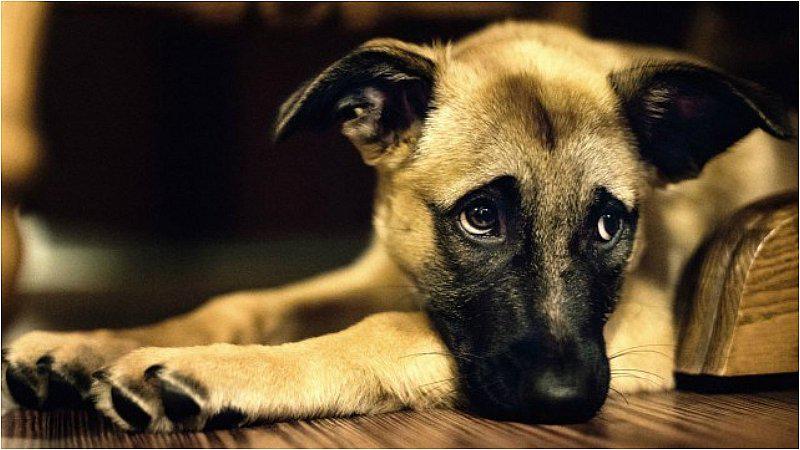 Pareja se cambia de casa y dejan a sus perros encerrados sin agua ni comida 