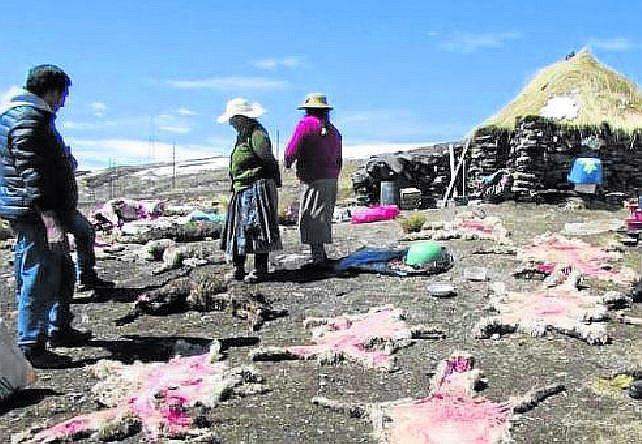 Juliaca: perros callejeros devoran alpacas y ovejas en Ananea  