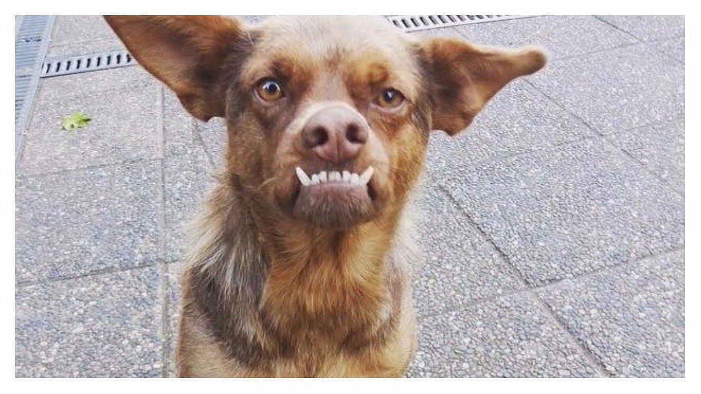 Facebook: Encontraron a 'Chilaquil' el cachorro de moda en las redes sociales