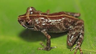 Investigadores hallan una nueva especie de rana en la Reserva Comunal El Sira 